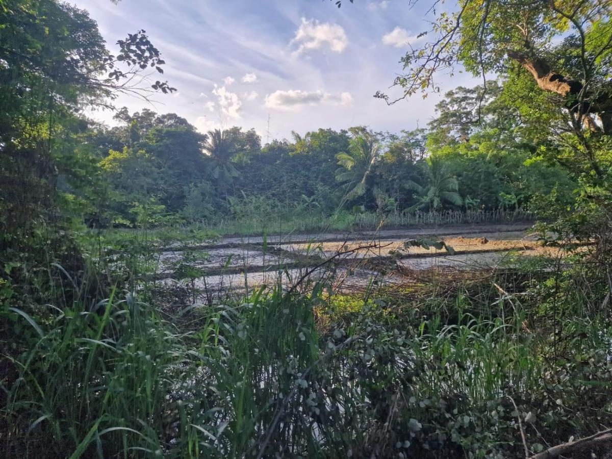 Sigiriya Cottage Zewnętrze zdjęcie