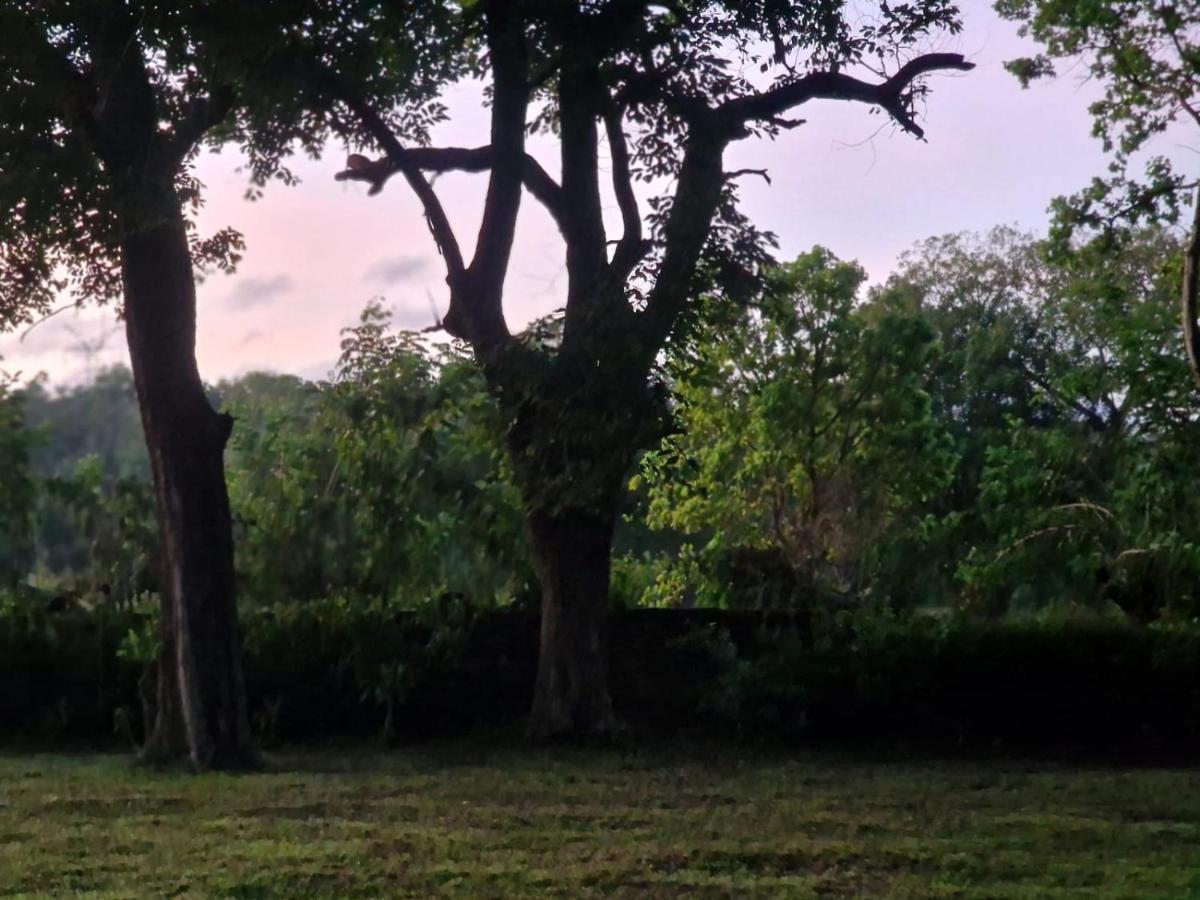 Sigiriya Cottage Zewnętrze zdjęcie